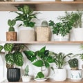 When Is the Best Season to Start Growing Air Purifying Plants?